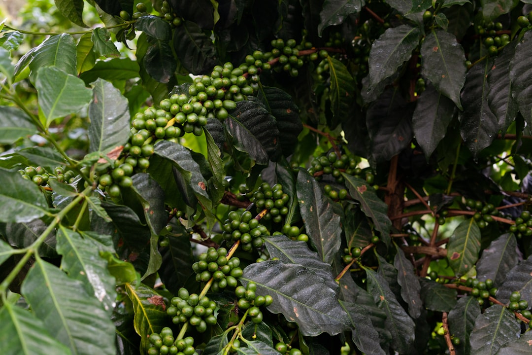 ブラジルコーヒー豆通販おすすめ|選び方ガイド